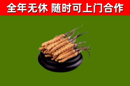 定西烟酒回收冬虫夏草.jpg